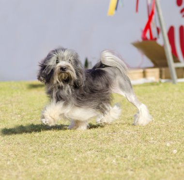 Petit chien aslan