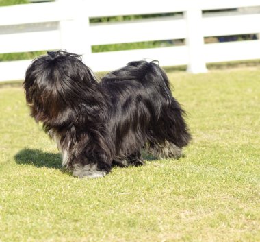Lhasa apso