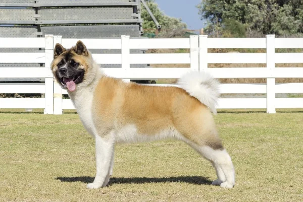 Amerikanische akita — Stockfoto