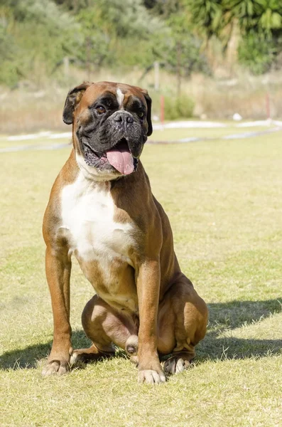 Cão Boxer — Fotografia de Stock