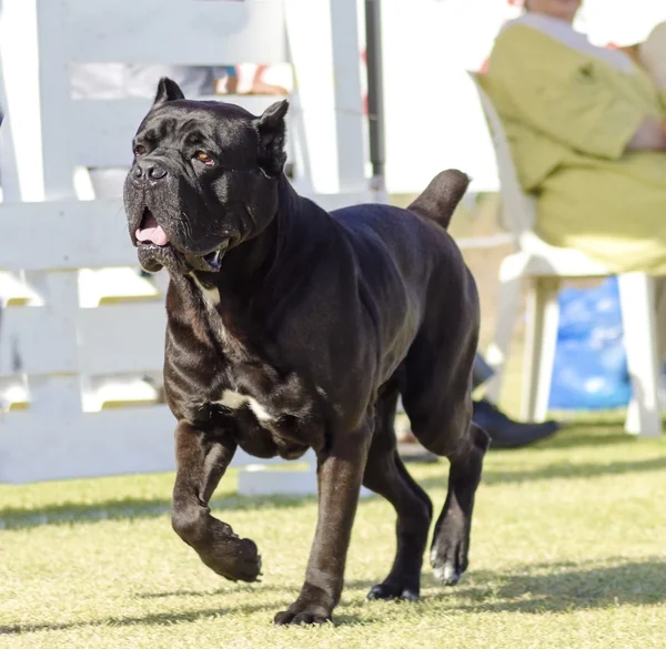 Cane corso — Stockfoto