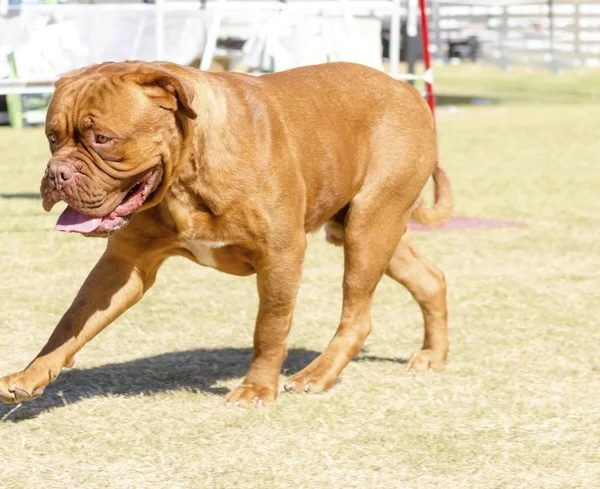 Bordeauxdogge — Stockfoto