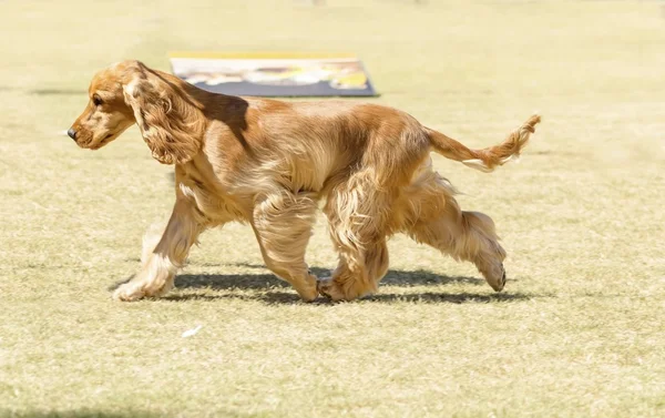 Inglés cocker spaniel —  Fotos de Stock