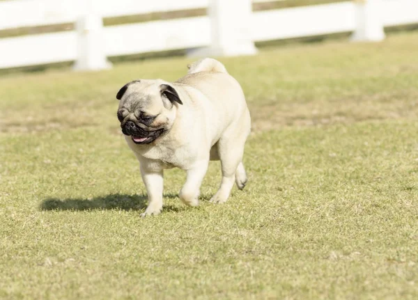 パグ犬 — ストック写真