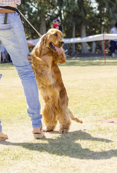 Inggris cocker spaniel — Stok Foto