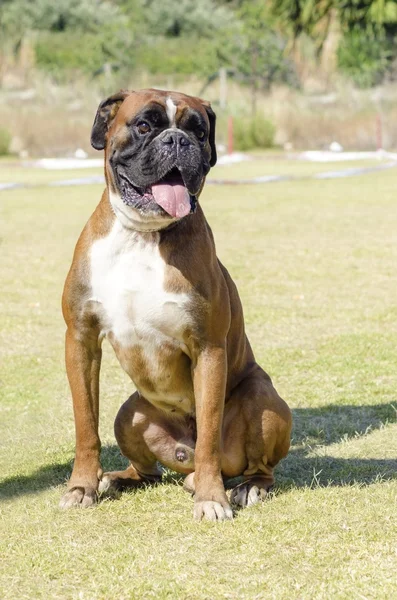 Boxer dog — Stock Photo, Image