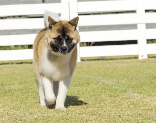 Amerikaanse akita — Stockfoto