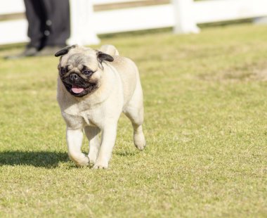 Pug köpek