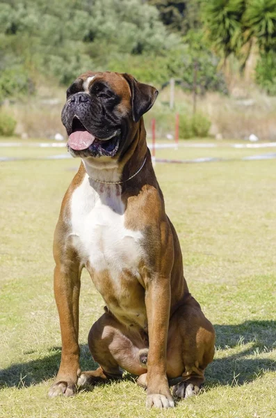 Perro boxeador — Foto de Stock