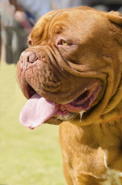 Dogue de bordeaux — Zdjęcie stockowe