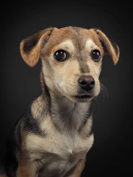 Retrato Estúdio Cachorrinho Fundo Preto Imagem De Stock