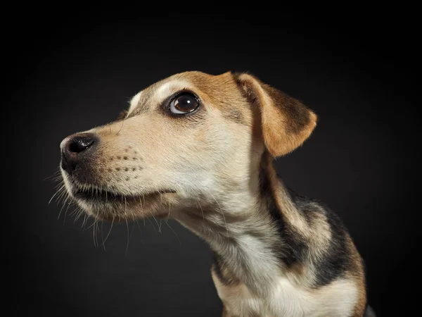 Retrato Estúdio Cachorrinho Fundo Preto Fotos De Bancos De Imagens