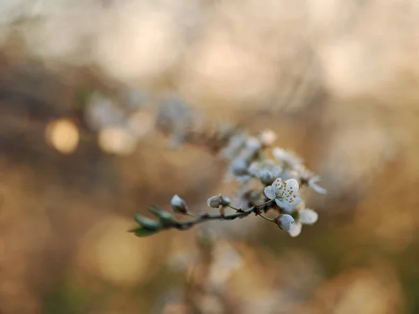 Close Atirar Árvore Fruto Floração Primavera Imagens De Bancos De Imagens Sem Royalties