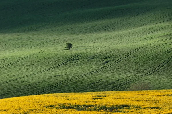 Paisagem Florescente Primavera Morávia Europa Central Imagens De Bancos De Imagens