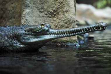 The crocodile gavial indian (Gavialis gangeticus) in reptile pavilion in the Prague Zoo