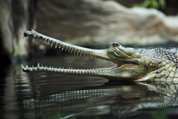 Índio Gavial Crocodilo Gavialis Gangeticus Pavilhão Répteis Jardim Zoológico Praga Imagem De Stock