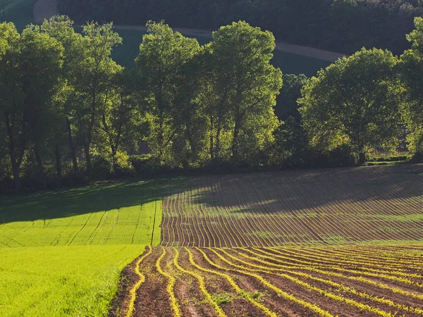 Paisagem Florescente Primavera Morávia Europa Central Imagens De Bancos De Imagens Sem Royalties