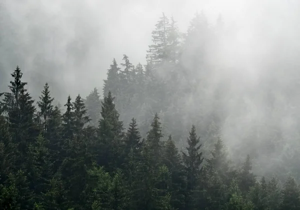 Foggy Outono Manhã Montanha Beskydy República Checa Imagens De Bancos De Imagens