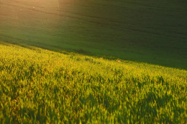 Весеннее Зеленое Поле Моравии Центральной Европе — стоковое фото