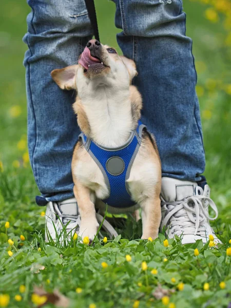 Adulto Agradável Mulher Caminha Pequeno Cão Primavera — Fotografia de Stock