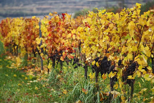 Güz Boyunca Kırmızı Şarap Üzümleri Güney Moravya Çek Cumhuriyeti — Stok fotoğraf