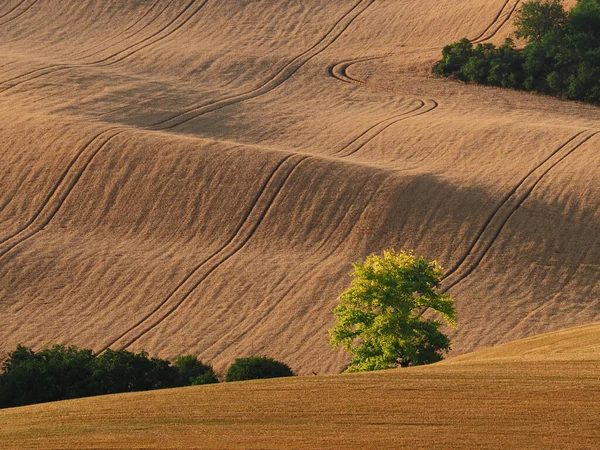 Campos Rodantes Después Cosecha Con Cajones Árboles Moravia Del Sur — Foto de Stock