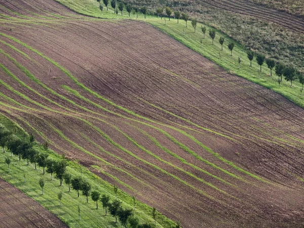 Λωρίδες Οπωροφόρα Δέντρα Προστασία Από Διάβρωση Του Εδάφους Νότια Μοραβία — Φωτογραφία Αρχείου