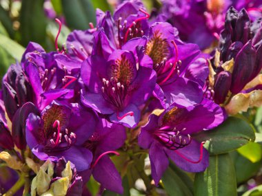 Mavi Rododendronlar. Lodz, Polonya - Haziran 2021 Güzelce açan mavi rhododendronlar Haziran güneşinde Lodz 'daki yerel bahçede.