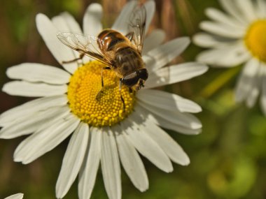 Tozlaşmış papatya. Lodz, Polonya - Haziran 06, 2021 Güneşli bir günde beyaz bir Daisy çiçeğinden bir arı netktar toplar.