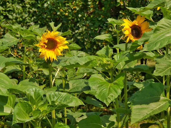 Solrosor Sommarsolen Lodz Polen Juli 2014 Blommande Solrosor Omgivna Grönska — Stockfoto