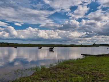 Batılı bir nehir gibi. Brzostowo, Polonya - 09 Ağustos 2012 Polonya 'nın kuzeyindeki Brzostowo köyünde çayırdan dönerken Biebrza Nehri boyunca inekler akıyor.