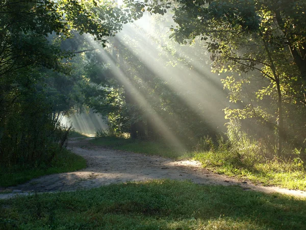 Forêt de biseaux . — Photo