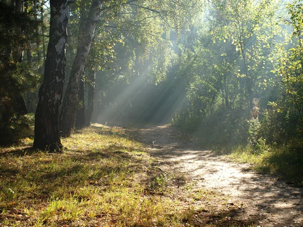 De ochtend licht bos. — Stockfoto