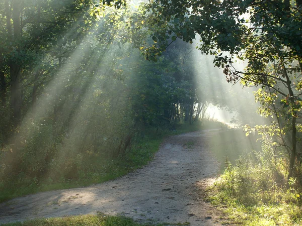 Abschrägungen im Wald. — Stockfoto