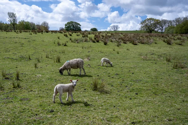 Овцы Ягнята Поле Северной Англии — стоковое фото