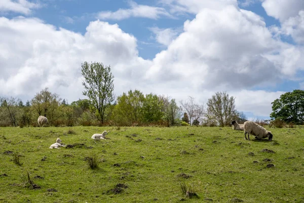 Овцы Ягнята Поле Северной Англии — стоковое фото