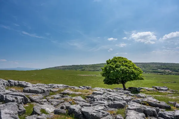 ニュービギン クラッグ 英語版 の石灰岩舗装の端から北イングランドのカンブリア州の石灰岩舗装の端の間から孤独な木が成長する — ストック写真