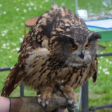Avrasya kartal baykuş (bubo bubo)