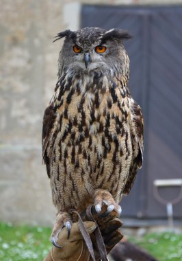 Avrasya kartal baykuş (bubo bubo)
