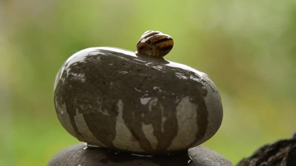 Snail is crawling on the stone — Stock Video