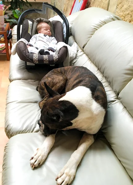 Boxer Dog And Newborn — Stock Photo, Image