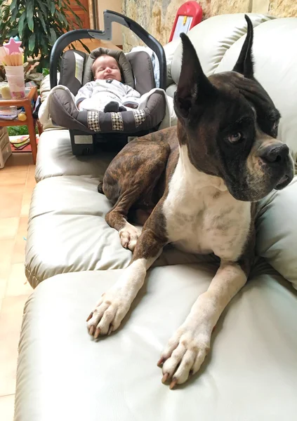 Boxer Dog And Newborn — Stock Photo, Image
