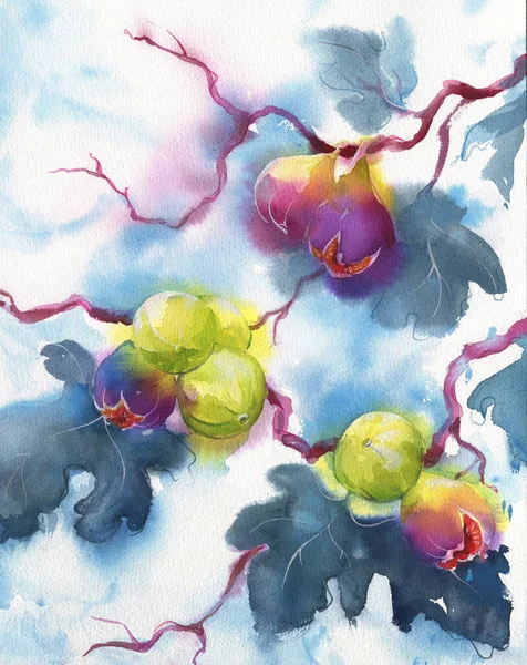 무화과가 색깔의 — 스톡 사진