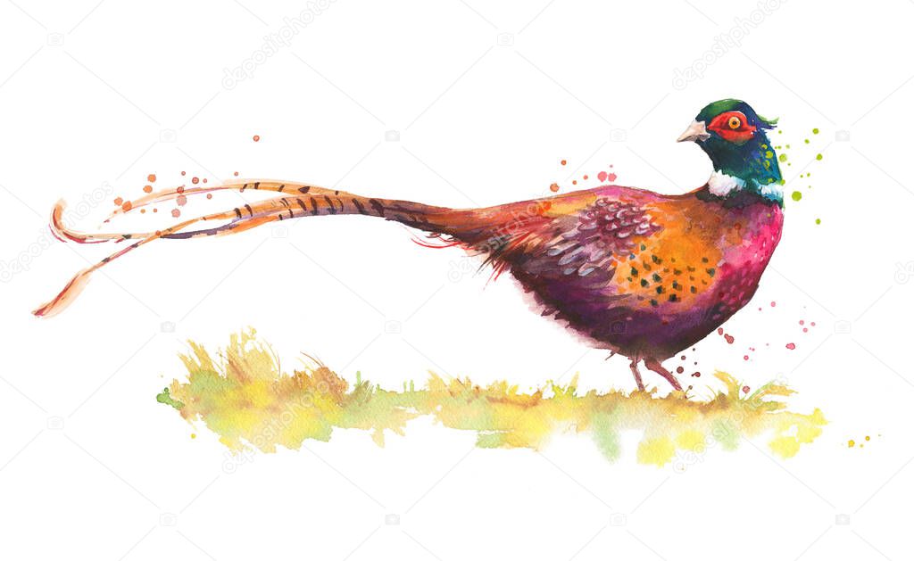 watercolor sketch of a pheasant bird isolated on white 