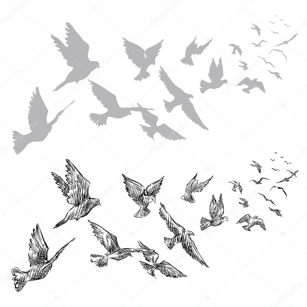 flying pigeons, hand drawn