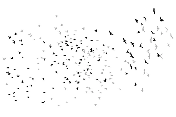 Birds flying birds vector sketch. — Stock Vector