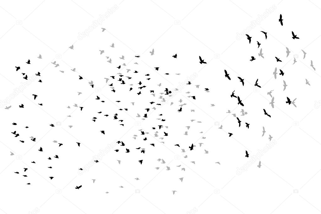 birds flying birds vector sketch.