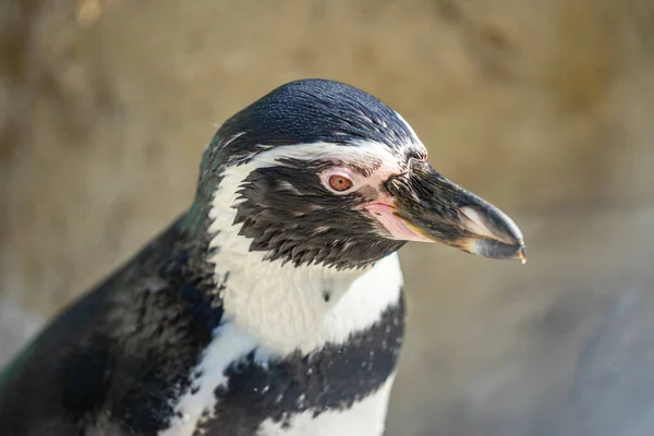 Humboldt pingouin alias Spheniscus humboldti est un pingouin sud-américain vivant principalement dans la réserve nationale de Pinguino de Humbold au nord du Chili. — Photo