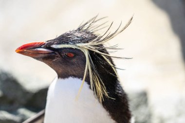 Kuzey rockhopper pengueni, Moseleys rockhopper pengueni, veya Moseleys pengueni