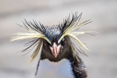 Kuzey rockhopper pengueni, Moseleys rockhopper pengueni, veya Moseleys pengueni